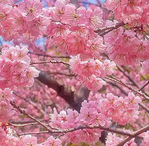 樱花树下的约定